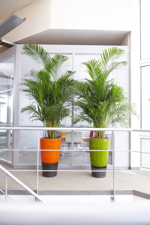 Palmboom in kantoor